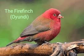 No preview available